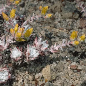 Dudleya gnoma