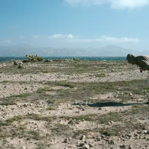 Dudleya blochmaniae insularis site