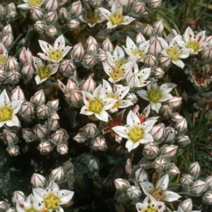 Dudleya blochmaniae insularis 