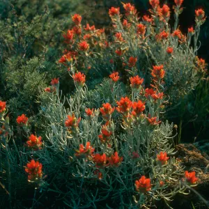 Castilleja hololeuca