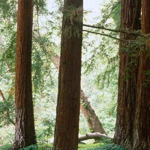 Redwood Section (duplicate slide)same image as SL_06958