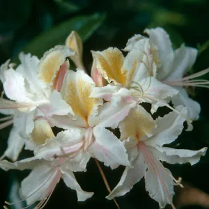 Rhododendron occidentale, V. Ceriale