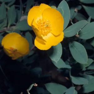 Dendromecon HarfordiiIsland Bush Poppy, SBBG, M195