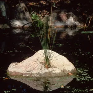 Pond Section (duplicate slide)