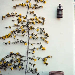 Fremontodendron ’California Glory’ at Blaksley Library entrance