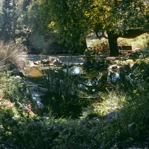 Pond by Meadow