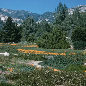 A field at the base of white mountains dotted with evergreen trees and patches of orange flowers. 