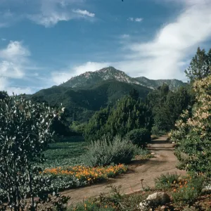 Meadow (Duplicate of SL_21912)