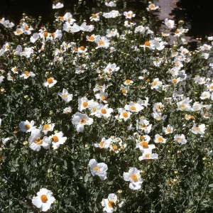 Romneya Coulteri, Tilden Botanic Garden