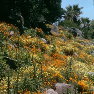 Campbell Trail
