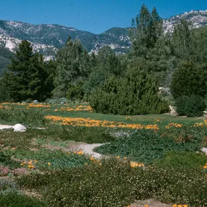 A field at the base of white mountains dotted with evergreen trees and patches of orange flowers. 