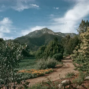 SBBG Meadow