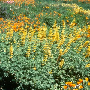 Nature's Gallery slide show