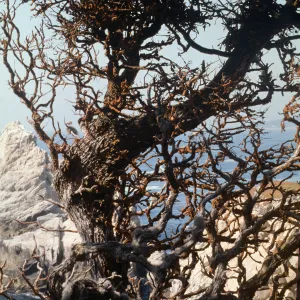 Docent field trip to Point Lobos with Mary Carroll