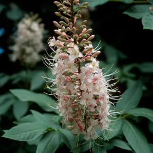 Aesculus californica, SBBG