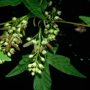 Acer Macrophyllum, SBBG