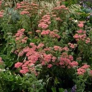 achillea millefolium red form, San Miguel Island