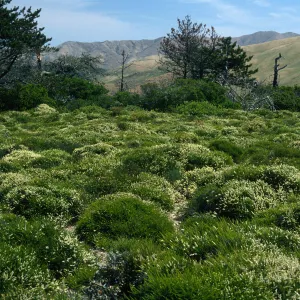 Adenostema fasciculatum prostratum, E. of Navy Base, Santa Cruz Island