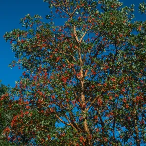 Arbutus menziesii, Reagan Ranch, Refugio Cyn.