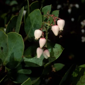 Arctostaphylos manzanita, SBBG