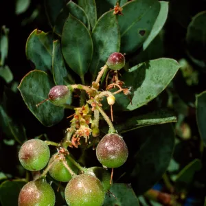 Arctostaphylos glauca, SBBG