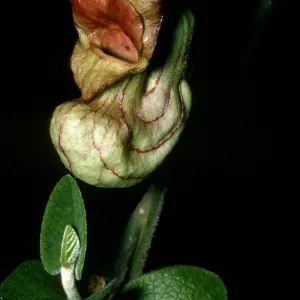 Aristolochia california, Campbell trail SBBG