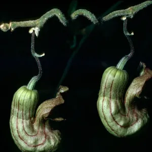 Aristolochia california, Campbell trail, SBBG
