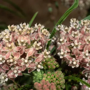 Asclepias fascicularis, Cherry Cove