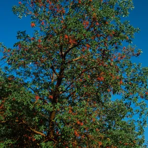 Arbutus menziesii, Reagan Ranch