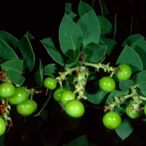 Arctostaphylos refugioensis, SBBG