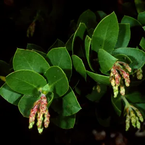 Arctostaphylos refugioensis. SBBG Arroyo