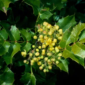 Berberis pinnata, Catway Rd, Figueroa Mtn.