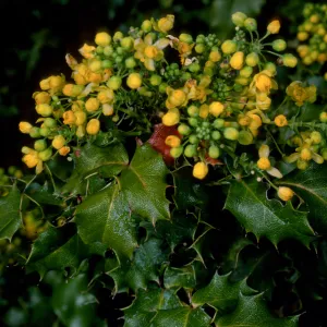 Berberis pinnata, SBBG
