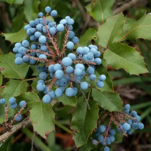 Berberis pinnata ssp. pinnata, SBBG