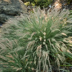 Calamagrostis foliosa, SBBG