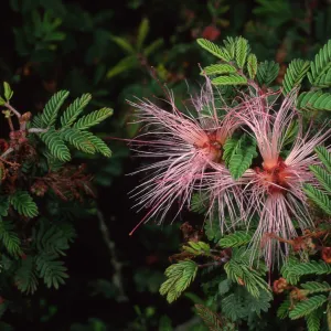 Calliandra eriophylla, SBBG