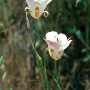 Calochortus venustus, Paradise Rd. by Snyder Trail
