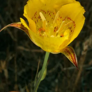 Calochortus luteus, Avenida de los Coches Prietos