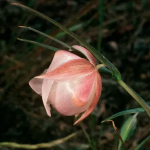 Calochortus albus, Islay Cyn., Sta. Cruz Isl.