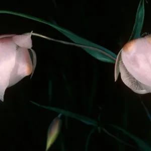 Calochortus albus,E. of Pelican Bay, Santa Cruz Isl.