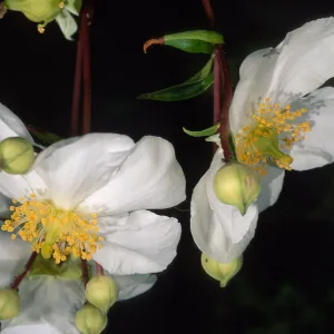Carpinteria californica, SBBG