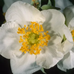 Carpinteria californica, SBBG