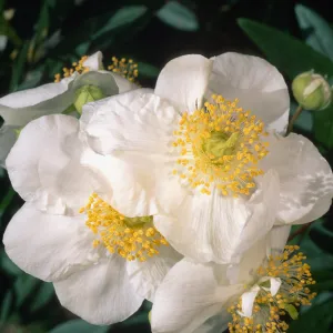 Carpinteria californica, SBBG