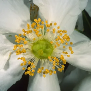 Carpinteria californica, SBBG