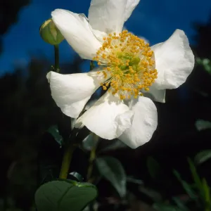 Carpenteria californica, SBBG