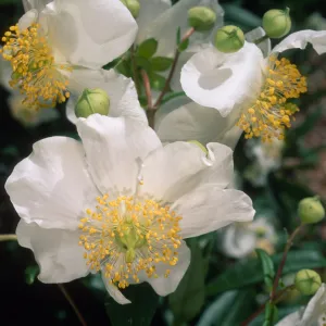Carpenteria californica, SBBG