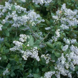 Ceanothus arboreus, Christy Pines, Centinela Connector Rd., Santa Cruz Isl.