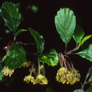 Cercocarpus betuloides, SBBG meadow border