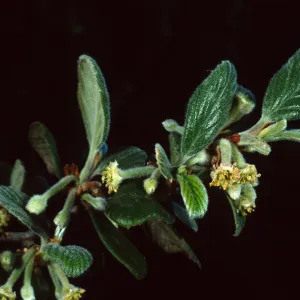 Cercocarpus traskiae,Wrigley Garden, Sta. Catalina Isl.