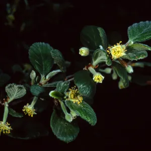 Cercocarpus traskiae,Wrigley Garden, Sta. Catalina Isl.
